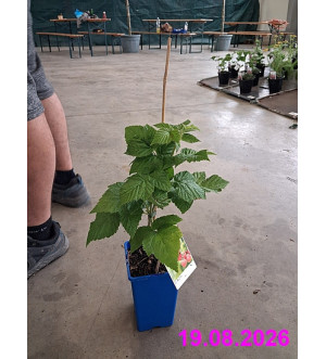 Rubus idaeus 'Boheme' RP 1,6 L